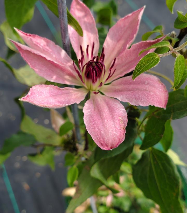 CLEMATIS `SARAH ELIZABETH`