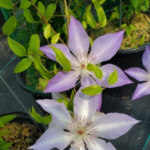 CLEMATIS `TRANQUILITE`
