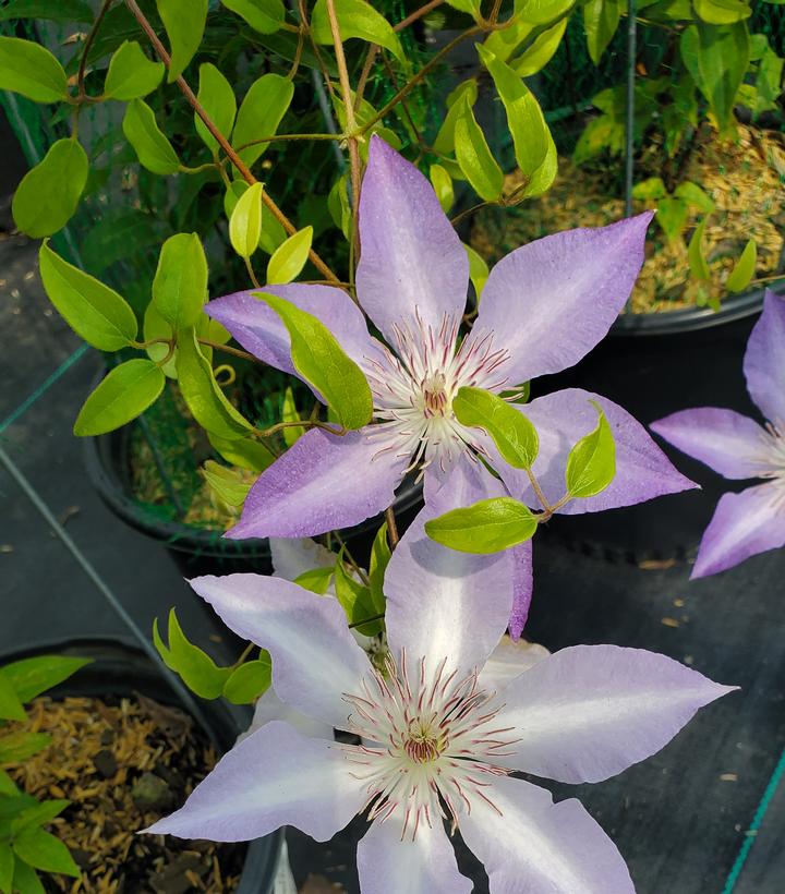 CLEMATIS `TRANQUILITE`