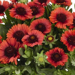 GAILLARDIA SPINTOP `RED`