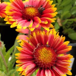 GAILLARDIA SPINTOP `ORANGE HALO`