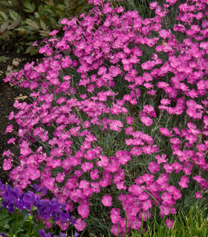 DIANTHUS `FIREWITCH`