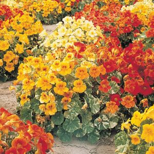 NASTURTIUM `ALASKA MIX`