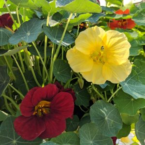 NASTURTIUM `NIGHT AND DAY`