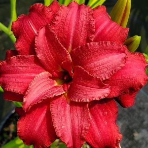 HEMEROCALLIS `DOUBLE PARDON ME`