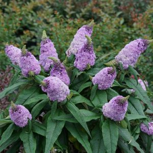 BUDDLEIA PUGSTER `AMETHYST`