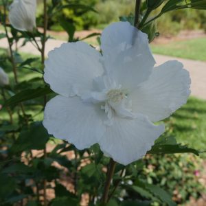 HIBISCUS SYR. `WHITE PILLAR`