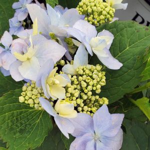 HYDRANGEA M.S. `TUFF STUFF AH-HA`