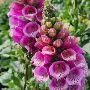 DIGITALIS MERTONENSIS