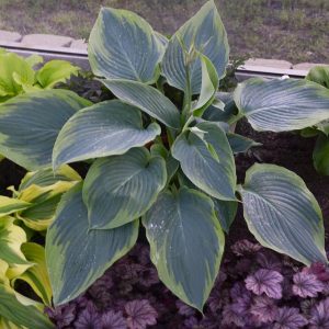HOSTA SHADOWLAND `WU-LA-LA`