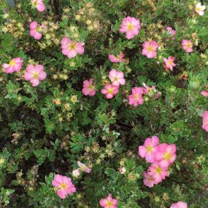 POTENTILLA FRUTICOSA HAPPY FACE `HEARTS`
