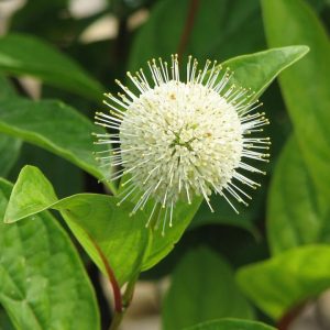 CEPHALANTHUS OCCIDENTALIS `FIBER OPTICS`