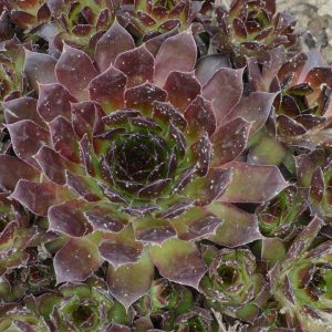 SEMPERVIVUM `BLACK`