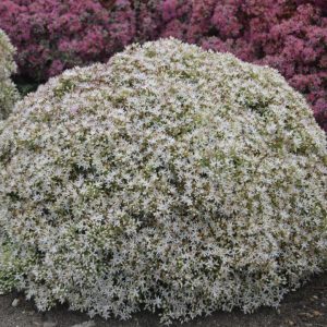 SEDUM ROCK `N ROUND `BUNDLE OF JOY`