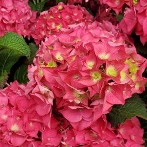 HYDRANGEA M `E.S.SUMMER CRUSH`
