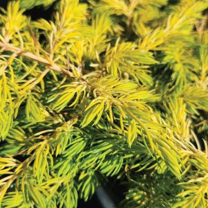 JUNIPERUS CONFERTA `GOLDEN PACIFIC`