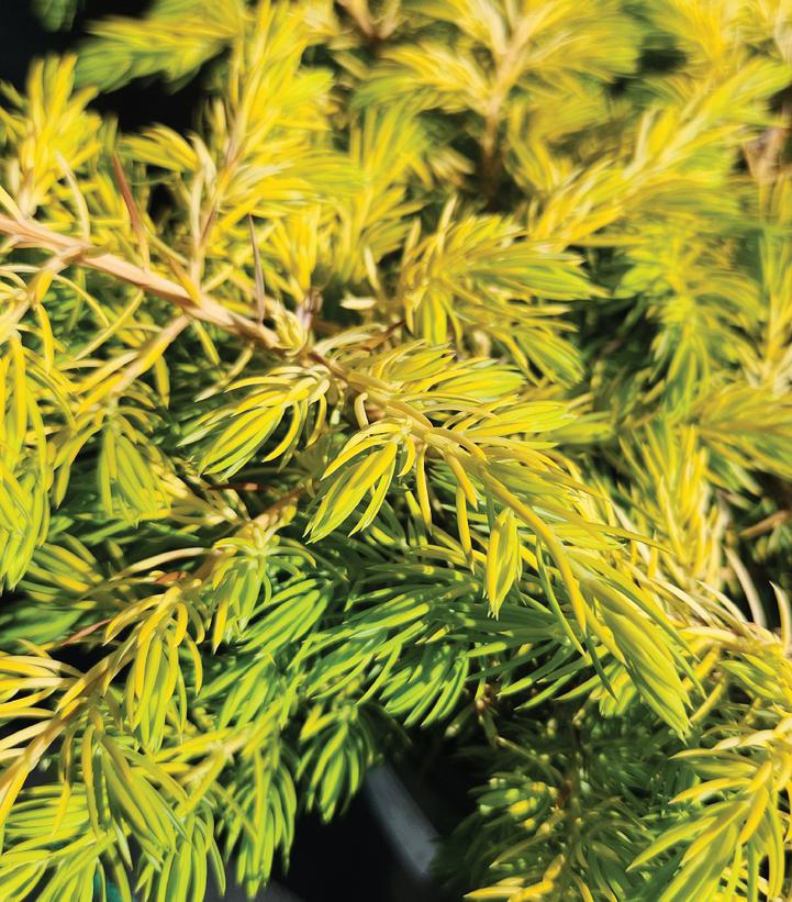 JUNIPERUS CONFERTA `GOLDEN PACIFIC`