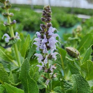 SALVIA `BLUE BOUQUETTA`