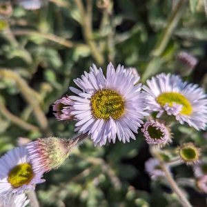 ERIGERON `LYNNHAVEN CARPET`