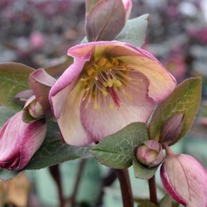 HELLEBORUS X FROSTKISS `GLENDA`S GLOSS`