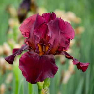 IRIS GERMANICA `BERNICE`S LEGACY` (RED)