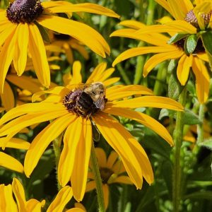 RUDBECKIA FULGIDA VAR. DEAMII