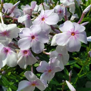 PHLOX `OPENING ACT PINK-A-DOT`