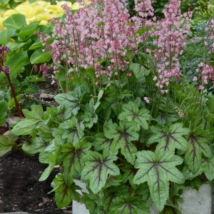 HEUCHERELLA `PINK FIZZ`
