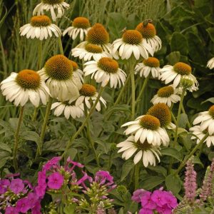ECHINACEA PURPUREA `WHITE SWAN`