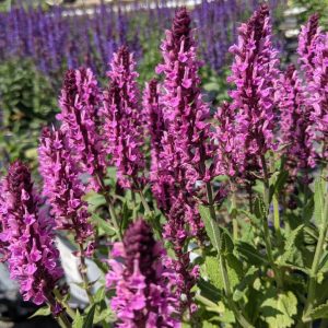 SALVIA `PINK PROFUSION`