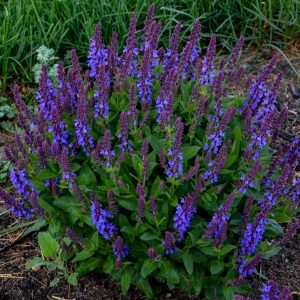 SALVIA `VIOLET PROFUSION`