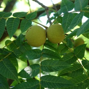 JUGLANS NIGRA (WALNUT)