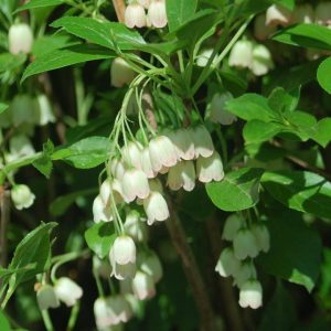 ENKIANTHUS CAMPANULATUS