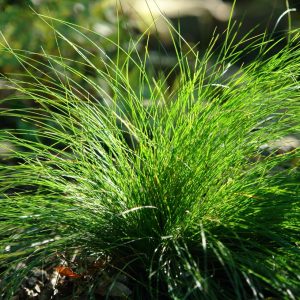 CAREX EBURNEA