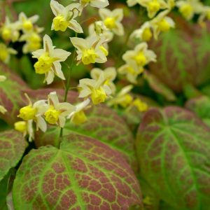 EPIMEDIUM VERSICOLOR `SULPHUREUM`