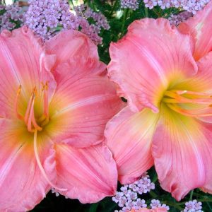 HEMEROCALLIS `JOLYENE NICHOLE`