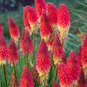 KNIPHOFIA PYROMANIA `ROCKET`S RED GLARE`