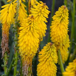 KNIPHOFIA PYROMANIA `SOLAR FLARE`