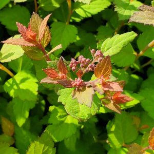 SPIRAEA `RAINBOW FIZZ`