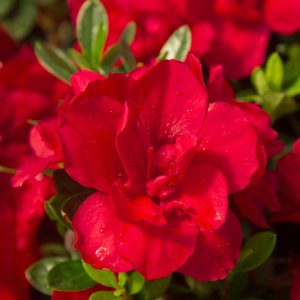 AZALEA ENCORE `AUTUMN BONFIRE`