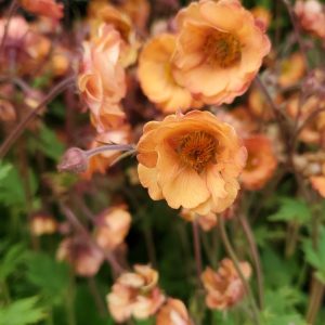 GEUM TEMPOT ORANGE