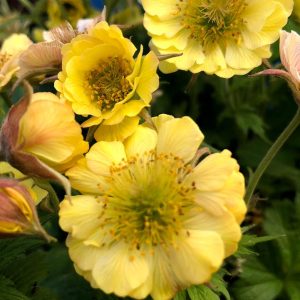 GEUM TEMPOT YELLOW