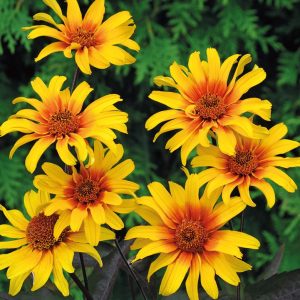 HELIOPSIS HELIANTHOIDES `BURNING HEARTS`