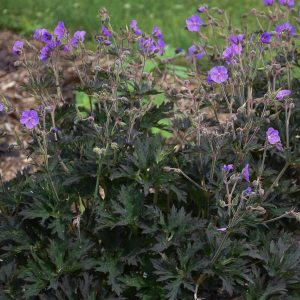 GERANIUM `BOOM CHOCOLATTA`