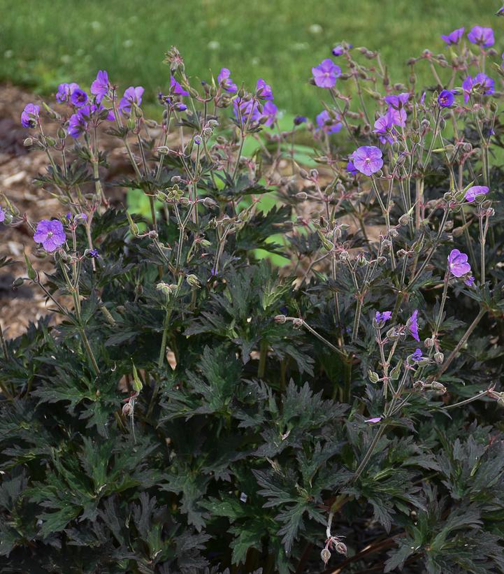 GERANIUM `BOOM CHOCOLATTA`