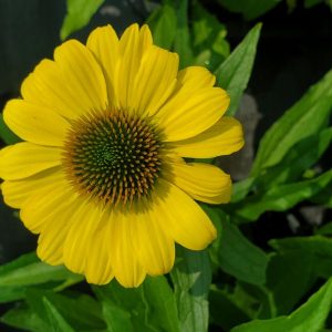 ECHINACEA EYE-CATCHER `CANARY FEATHERS`