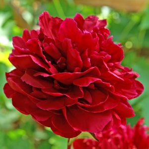 PAEONIA `RED SARAH BERNHARDT`