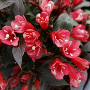 WEIGELA X `ELECTRIC LOVE`