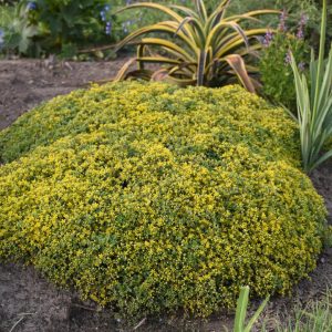 SEDUM ROCK `N LOW `YELLOW BRICK ROAD`