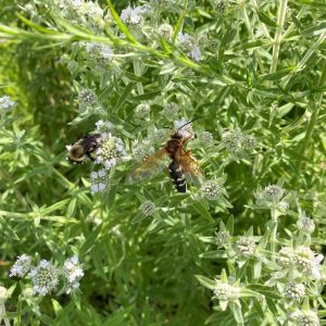 PYCNANTHEMUM PILOSUM